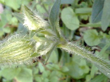 Silene latifolia sui Colli Albani